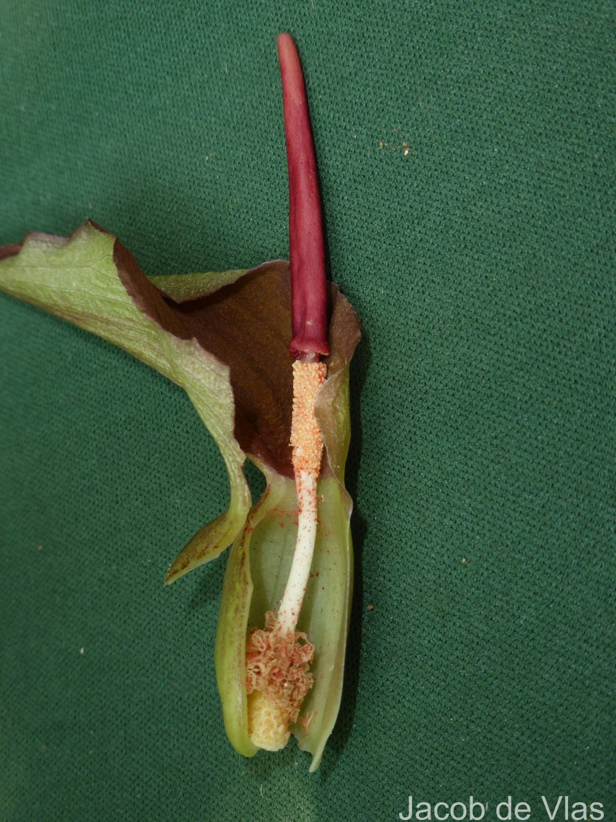 Typhonium trilobatum (L.) Schott